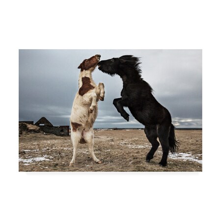Bragi Ingibergsson 'Dance Horses' Canvas Art,22x32